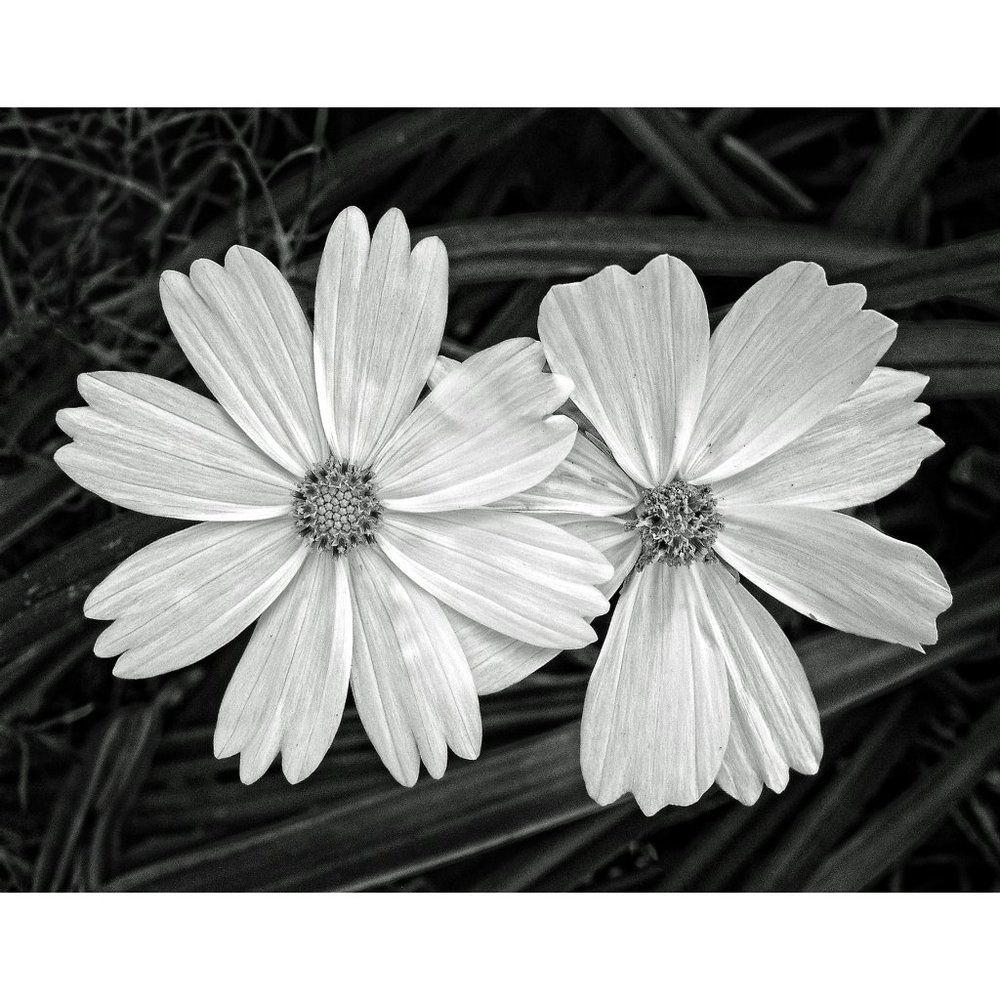 Two Daisies  11 x 14 print